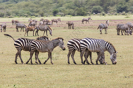 草地上的斑马马赛马拉肯尼亚动物群马拉野生动物动物园哺乳动物动物国家鬃毛投标大草原图片