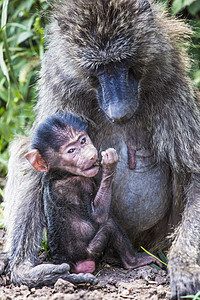 坦桑尼亚Tarangire国家公园的母和婴儿 坦桑尼亚图片