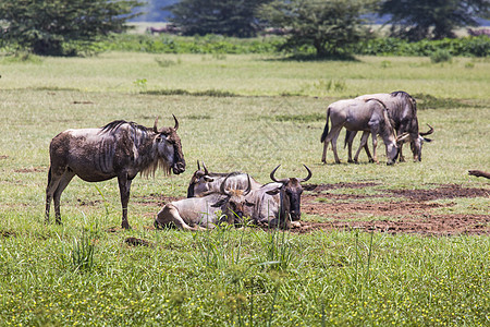 野生动物在线上行走 恩戈龙戈罗牛羚迁徙游戏移民大草原驱动器角马动物蓝色自然图片