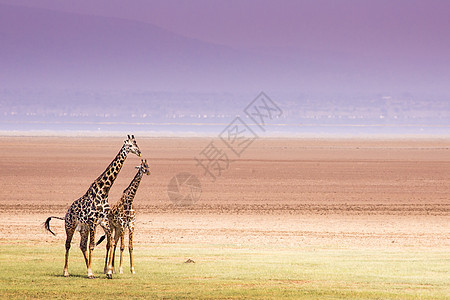 坦桑尼亚Manyara湖国家公园的Giraffes旅游动物园野生动物衬套喇叭食草皮肤动物国家荒野图片