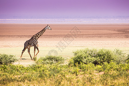 坦桑尼亚Manyara湖国家公园的Giraffes大草原旅游衬套皮肤野生动物荒野游戏脖子国家动物图片