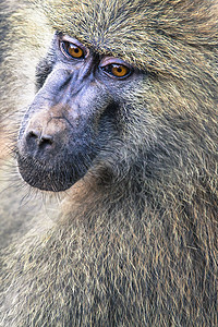 坦桑尼亚Tarangire国家公园之景哺乳动物平原大草原动物国家婴儿公园男性受保护旅游图片