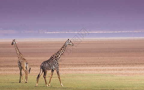 坦桑尼亚Manyara湖国家公园的Giraffes动物旅游野生动物哺乳动物脖子荒野喇叭公园皮肤游戏图片