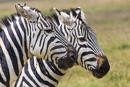 草地上的斑马马赛马拉肯尼亚草原投标动物荒野头发鬃毛食草关爱动物群动物园图片