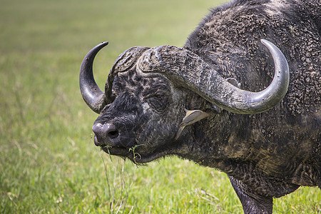 非洲水牛在草地上警报环境荒野大草原野生动物旅行衬套国家哺乳动物公园图片