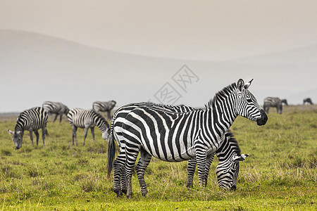 国家公园的斑马 非洲 肯尼亚冒险马拉马赛食草荒野草原马属大草原公园野生动物背景图片