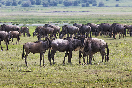 移徙在坦桑尼亚 非洲动物移民天空黄色公园羚羊荒野哺乳动物牛羚大草原图片