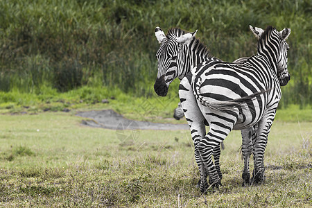 坦桑尼亚Ngorongoro保护区的斑马旅游草原假期丘陵平原眼睛保护黑与白蓝色尾巴图片