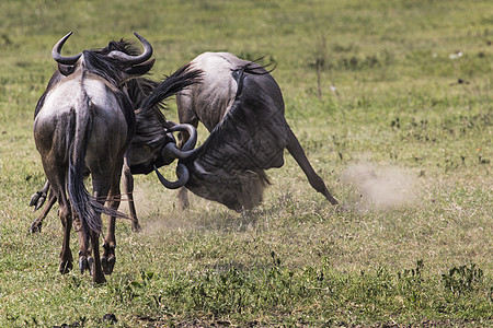 两场角斗狂野最激烈的比赛 即将击打他们每人的头部羚羊运动成人荒野行动夫妻男性牛角脖子动物图片