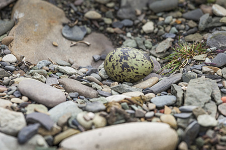 石上北极的鸡蛋白色燕鸥公园尾巴荒野红色海鸟旅行教育科学图片