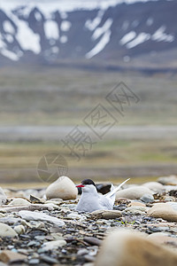 北极熊站在她的巢穴附近 保护她的蛋免受预言的侵扰荒野燕鸥科学蹼状教育白色翅膀国家全球野生动物图片