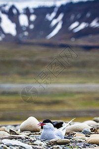 北极熊站在她的巢穴附近 保护她的蛋免受掠食动物的侵食野生动物全球眼睛公园国家荒野教育海鸟科学蹼状图片