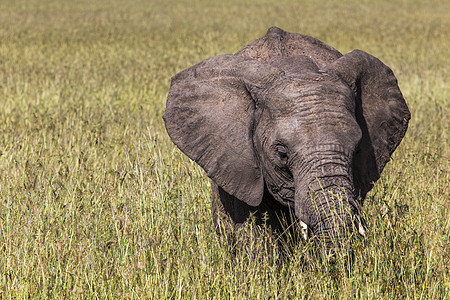 肯尼亚Maasai Mara国家保留地野象驾驶旅游荒野冒险树干哺乳动物食草衬套旅行动物群图片