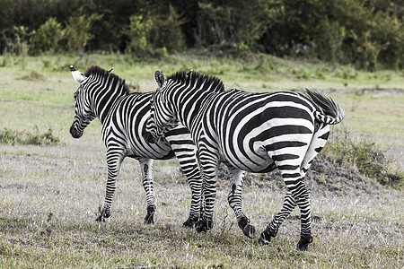 国家公园的斑马 非洲 肯尼亚公园国家草原荒野动物野生动物马赛大草原马拉食草图片