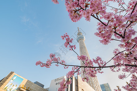 东京天树通讯植物群花瓣公园季节天空分支机构花园地标节日图片