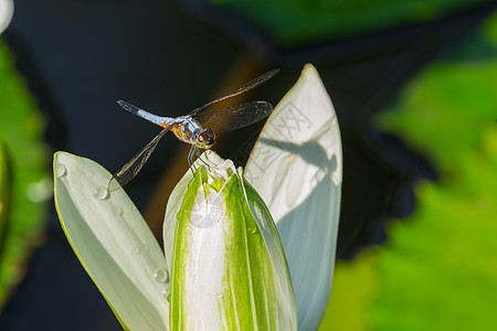 龙池塘漏洞生活蜻蜓环境身体荒野野生动物宏观昆虫图片