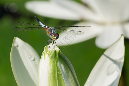 龙木头生活眼睛荒野翅膀野生动物蜻蜓身体花园尾巴图片