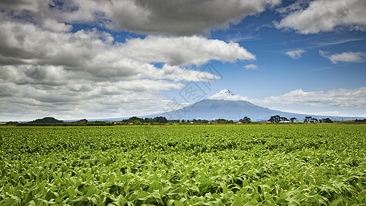 新西兰塔拉纳基山风景农场首脑白色顶峰旅行蓝色玉米农业火山图片