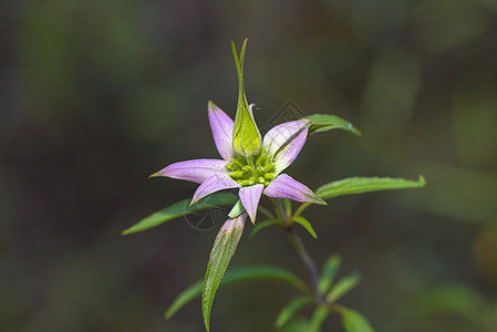 斑点蜜蜂平衡摩纳哥punctata数控香蜂草点状播种草本植物图片