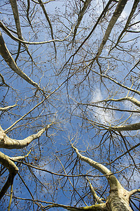 冬季的赛卡莫树蓝色植物树干梧桐天空季节性场景季节背景图片