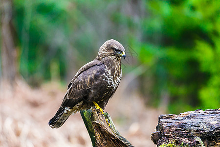 森林中常见的秃鹰Buteo buteo翅膀羽毛森林荒野动物动物群生活水平野生动物晴天图片