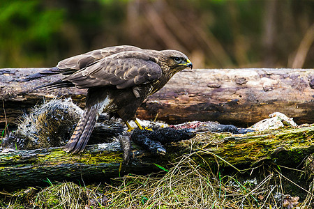 森林中常见的秃鹰Buteo buteo猎物食肉羽毛野生动物晴天生活荒野水平翅膀动物图片