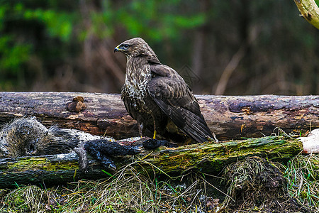 森林中常见的秃鹰Buteo buteo水平生活动物群荒野猎物捕食者动物食肉翅膀晴天图片