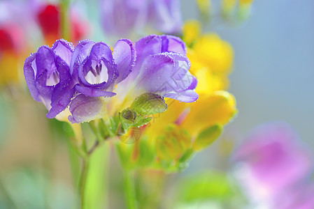 免费花团的布束花花蕾花瓣蓝色展示生长花园植物礼物区系树叶图片