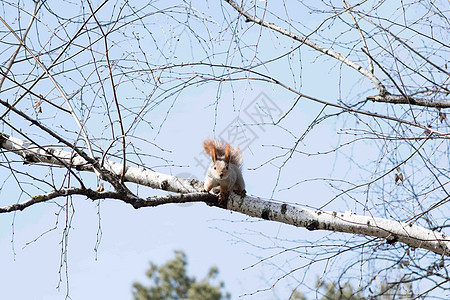 松鼠挂在紧闭的树上栖息地树干哺乳动物木头坚果尾巴公园眼睛野生动物荒野图片