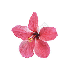孤立的Hibiscus花朵生长花店花瓣木槿花园叶子美丽异国情调热带图片