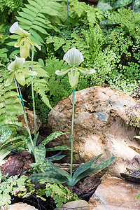 绿色白花兰花花热带植物学花瓣花园拖鞋兜兰植物宏观女士兰花图片