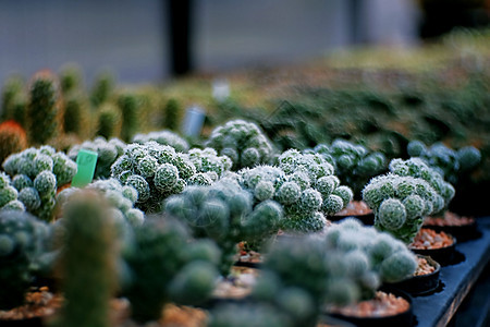 特写 Cactus 农场沙漠园艺花园生长植物学绿色花朵白色植物热带图片