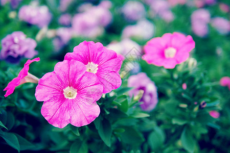 特写紫花花束白色粉色绿色季节植物植物群紫色宏观花园图片