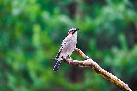 蓝蒂鸟坐在树桩上叶子树叶晴天羽毛绿色野生动物季节黄色森林山雀图片