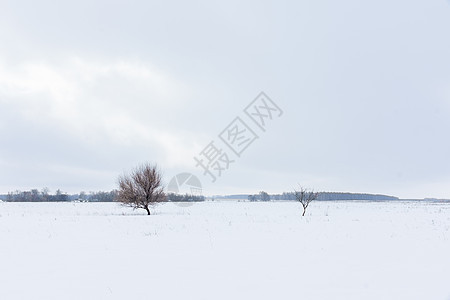 树木和冬季的景观图片
