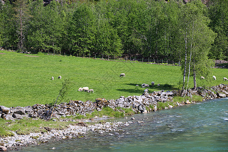 牧羊在田野上吃草农村牧场家畜场地绿色乡村农场草地图片