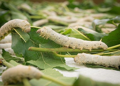 丝虫动物丝绸文化养蚕业绿色白色植物树叶幼虫生产背景图片