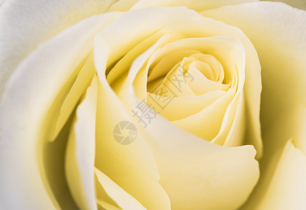 玫瑰荒野黄色白色浪漫绿色宏观图片