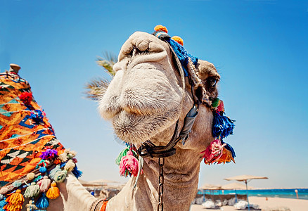 睁开眼睛的骆驼头部 闭着眼 画像 埃及荒野运输驼峰动物沙丘蓝色农场海滩旅游哺乳动物图片