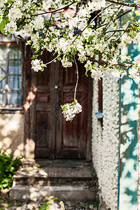 在废弃建筑入口处的苹果树上露出鲜花蓝色晴天水果房子叶子香气花园植物建筑学图片