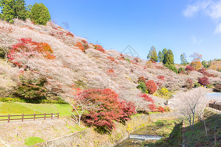 名古屋 秋天的世界地标木头森林花园旅行植物群薄雾文化旅游图片