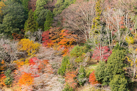名古屋 秋天的世界观光光洋旅行红叶游客薄雾公园樱花森林图片