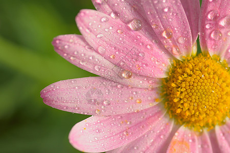 含有水滴的粉红色彩色花花表面宏观纹理图片
