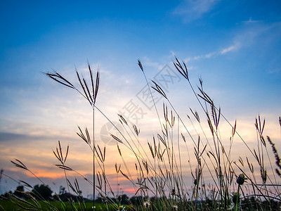 黄昏的花朵图片