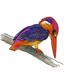 共同的捕鸟王鸟类图画在 twig上羽毛蓝色动物群绘画钓鱼紫色野生动物枝条白色龟科图片