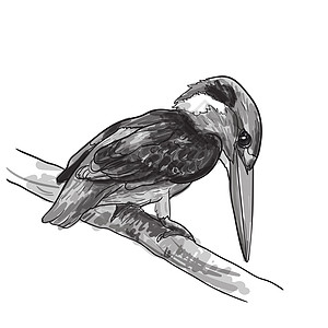 共同的捕鸟王鸟类图画在 twig上动物群黑色动物男性羽毛钓鱼白色翅膀荒野野生动物图片