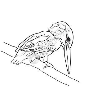共同的捕鸟王鸟类图画在 twig上羽毛翅膀野生动物动物群黑色绘画男性荒野动物龟科图片