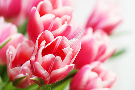 粉红色郁金香花粉色脆弱性花束礼物郁金香植物群叶子红色绿色图片