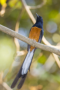 鸟类雄鸟在自然背景树枝上的图像荒野羽毛花园男性动物生物学环境尾巴眼睛翅膀图片