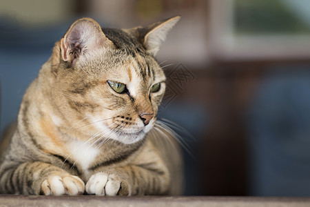 一只可爱的猫 宠物动物蓝色小猫说谎橙子毛皮眼睛广告虎斑红色猫咪图片